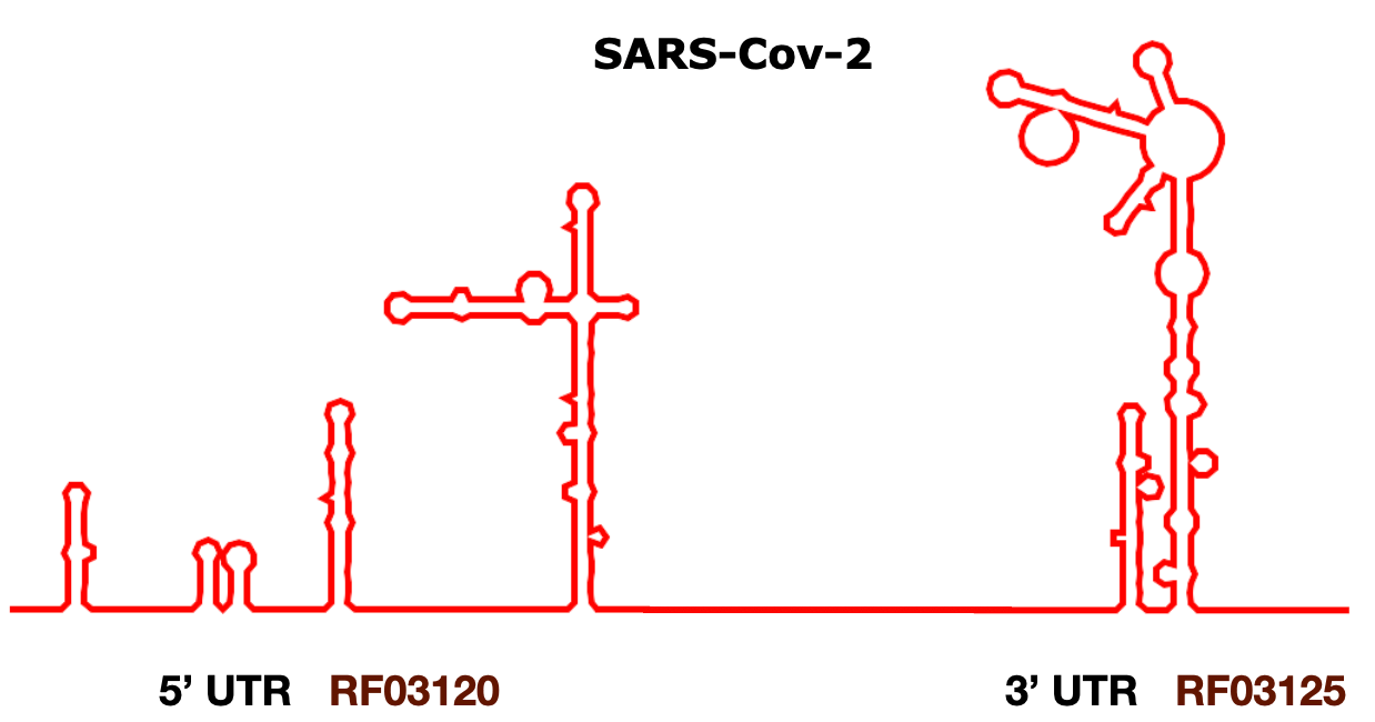 SARS-Cov-2 UTRs