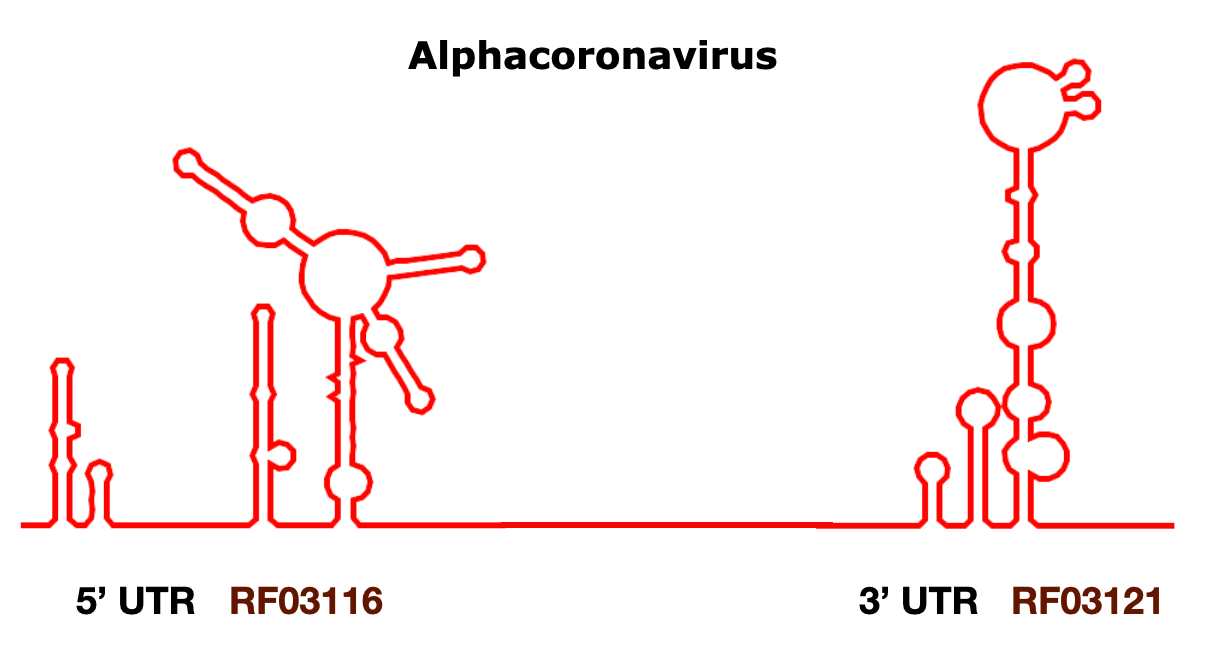 Alphacoronavirus